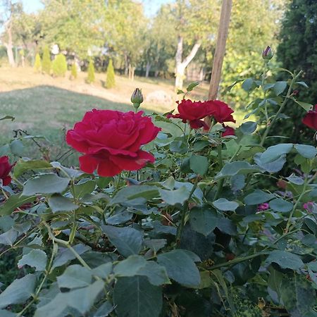 Guest House Bee Високо Екстериор снимка