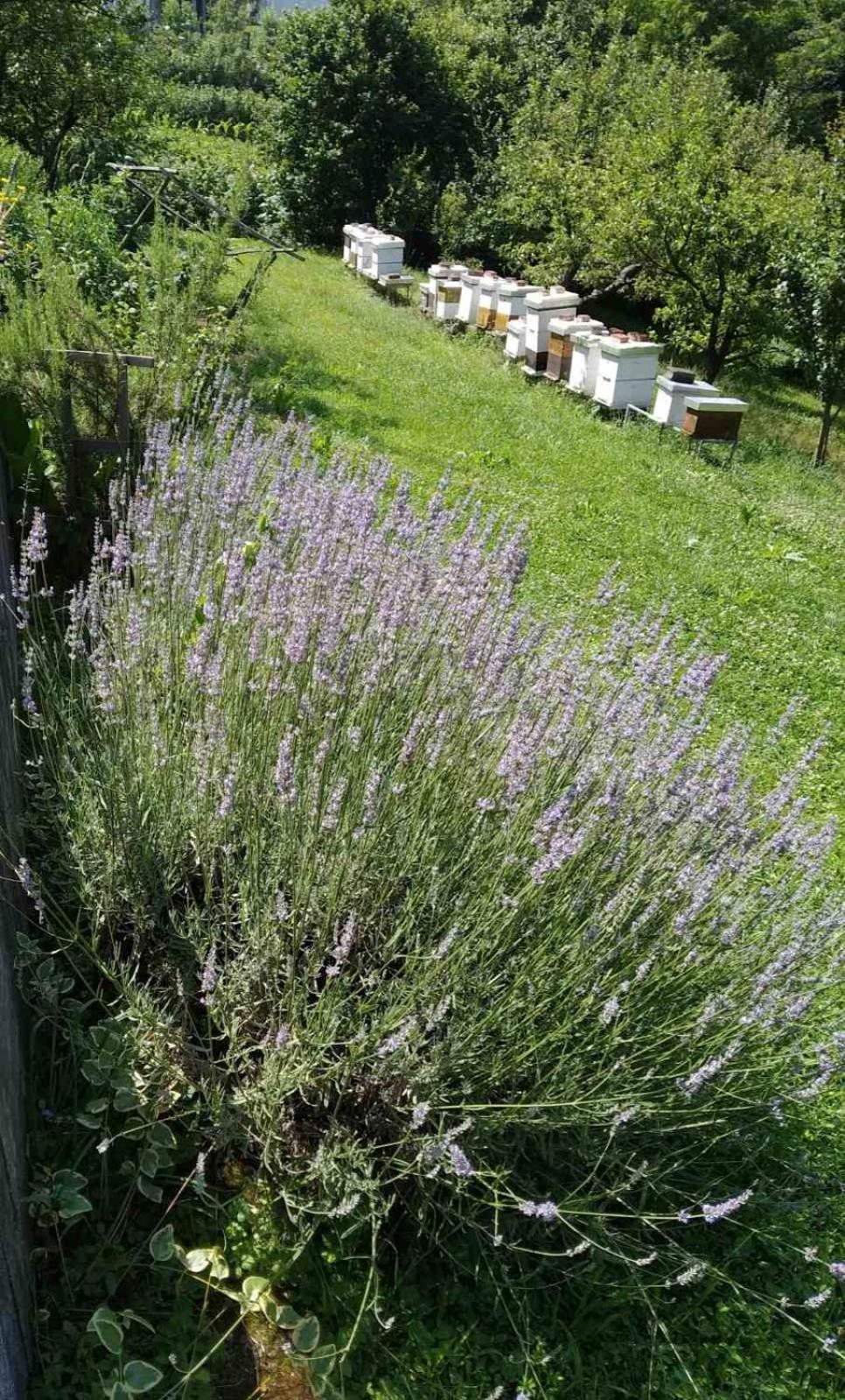 Guest House Bee Високо Екстериор снимка